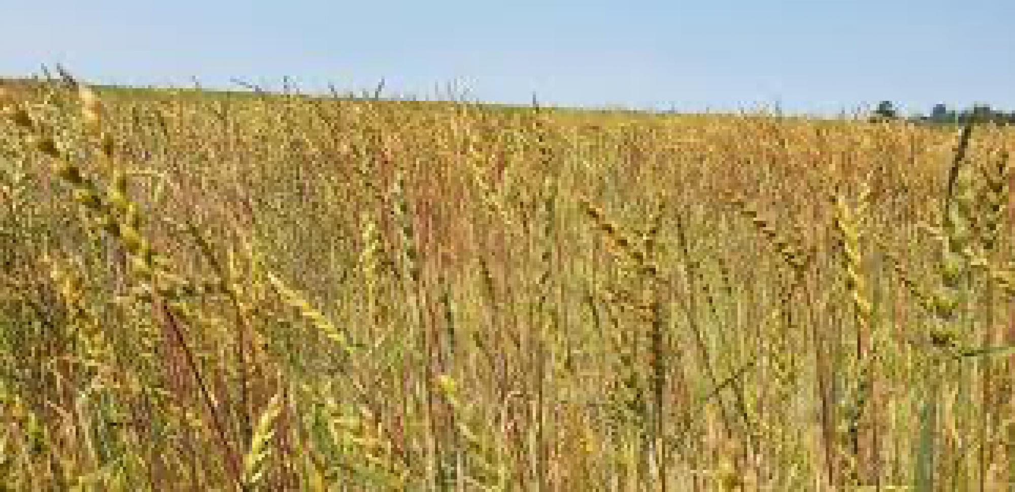 Landgoud Biologisch akkerbouwbedrijf