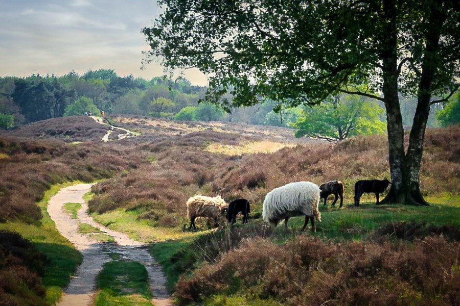 7-daagse UNESCO-reis Noord-Nederland