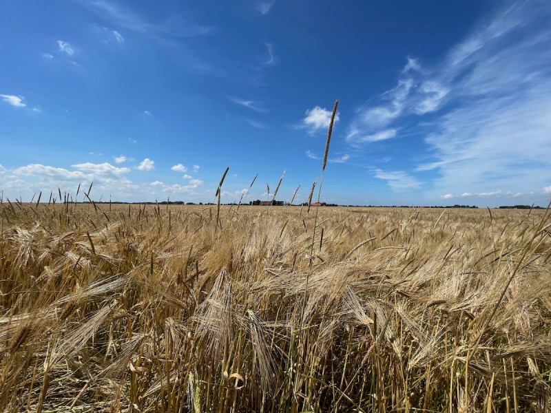 3-daagse UNESCO-Waddenexpeditie- Dollard en Graanrepubliek