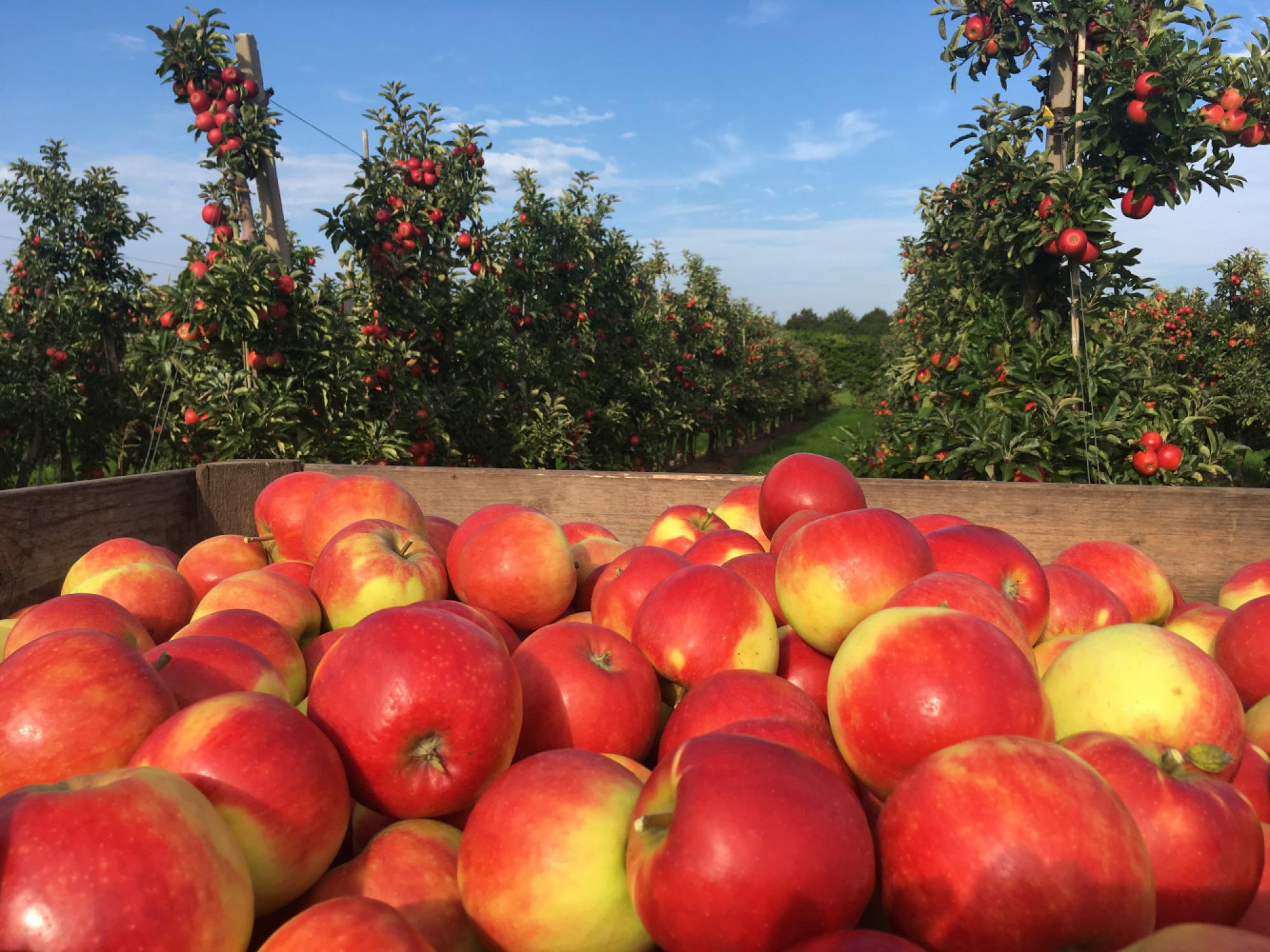 Fruitteeltbedrijf Oudebosch