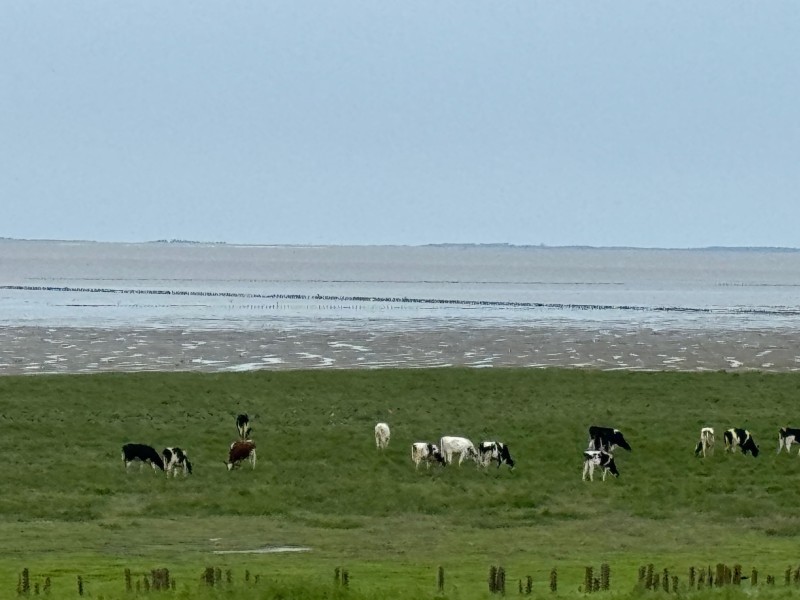 Tweedaags arrangement Friese Waddenkust NO-Friesland
