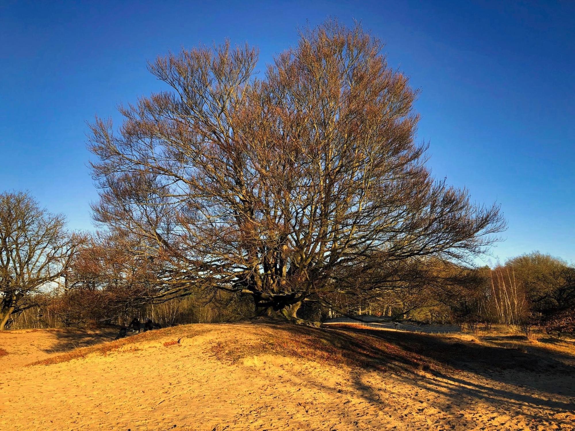 Localgroningen image