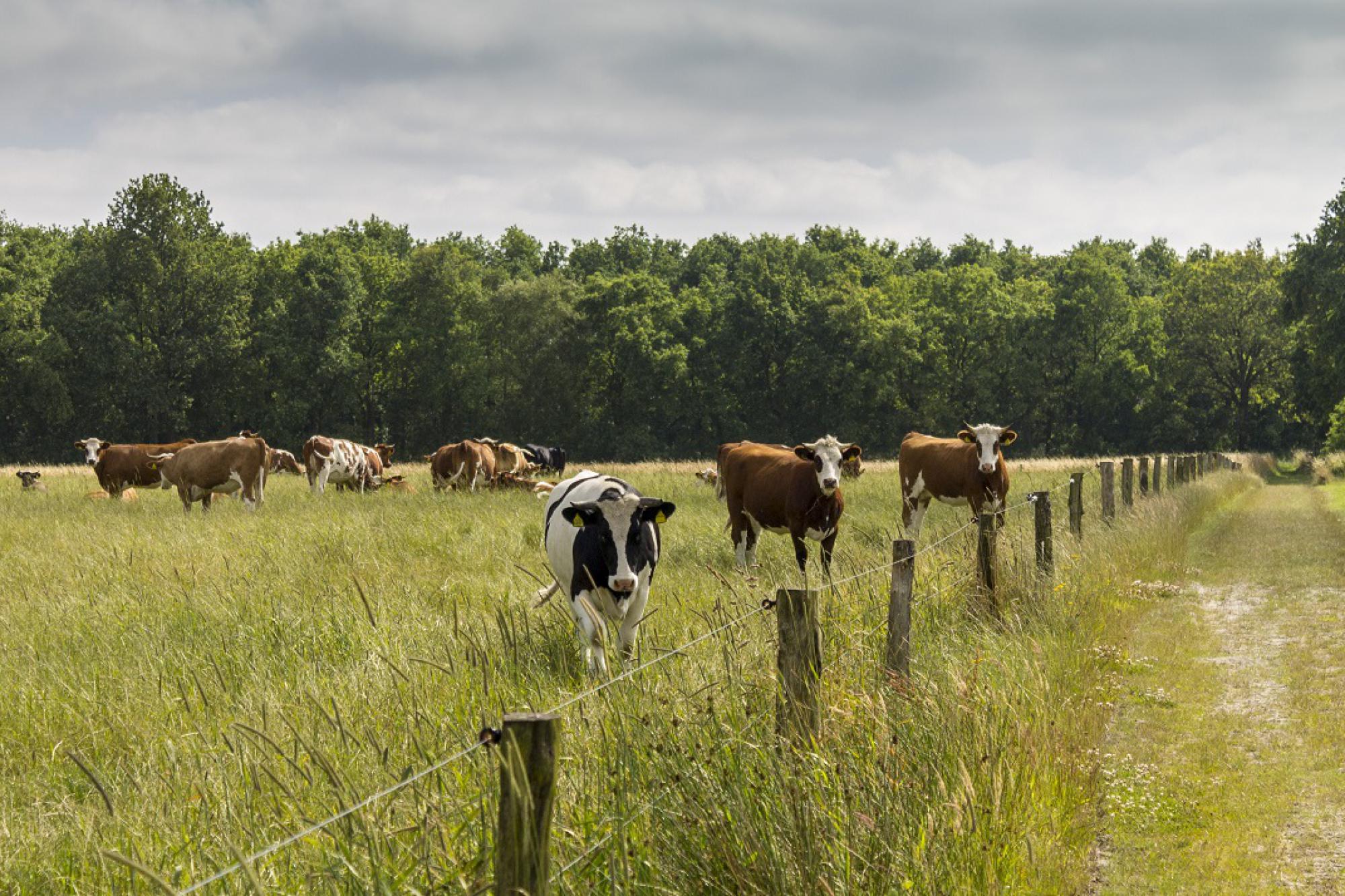 Erfwinkel BIO-Boerderij Landleven