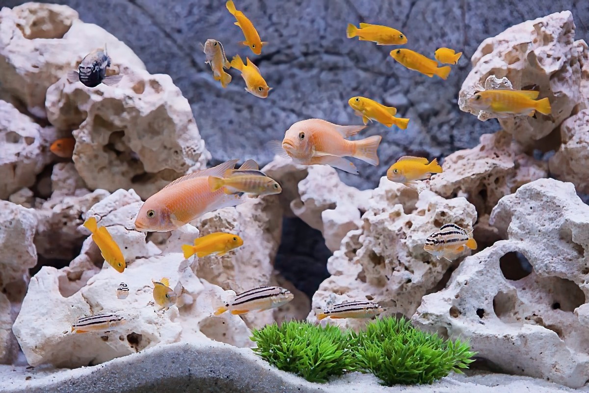 MuzeeAquarium