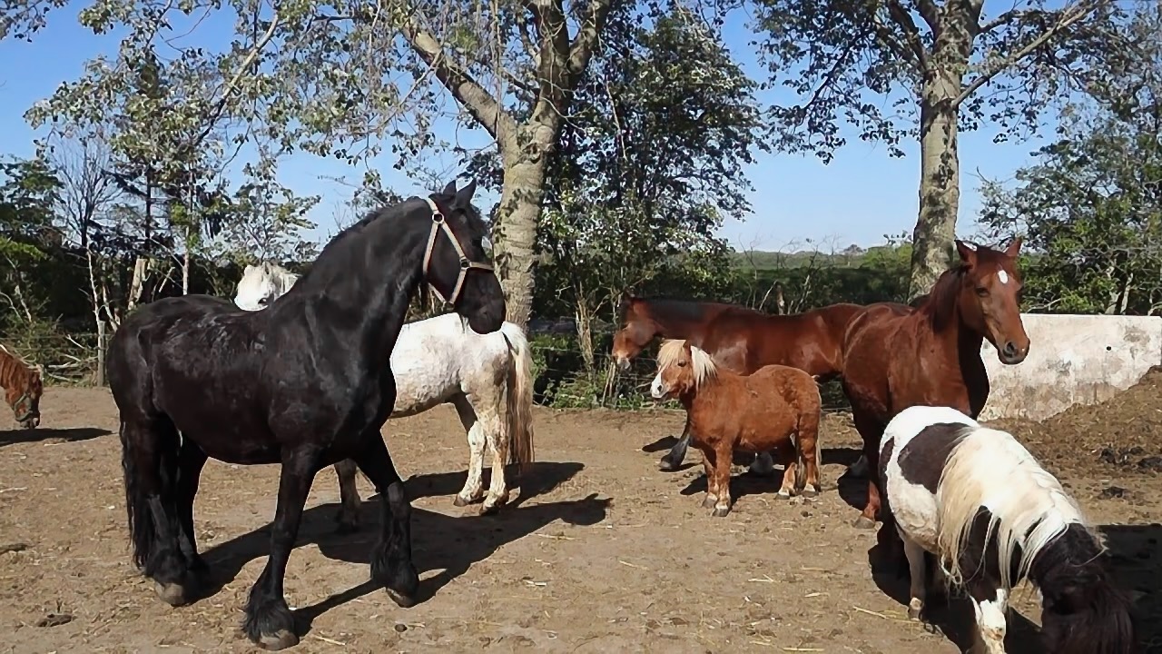 The Horse Farm