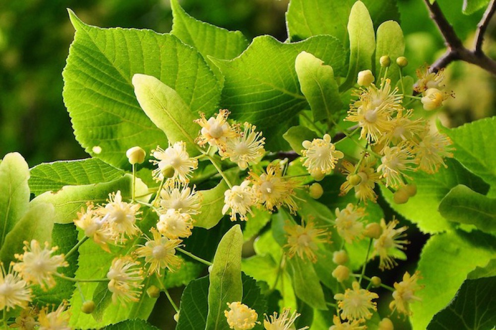 Localgroningen image