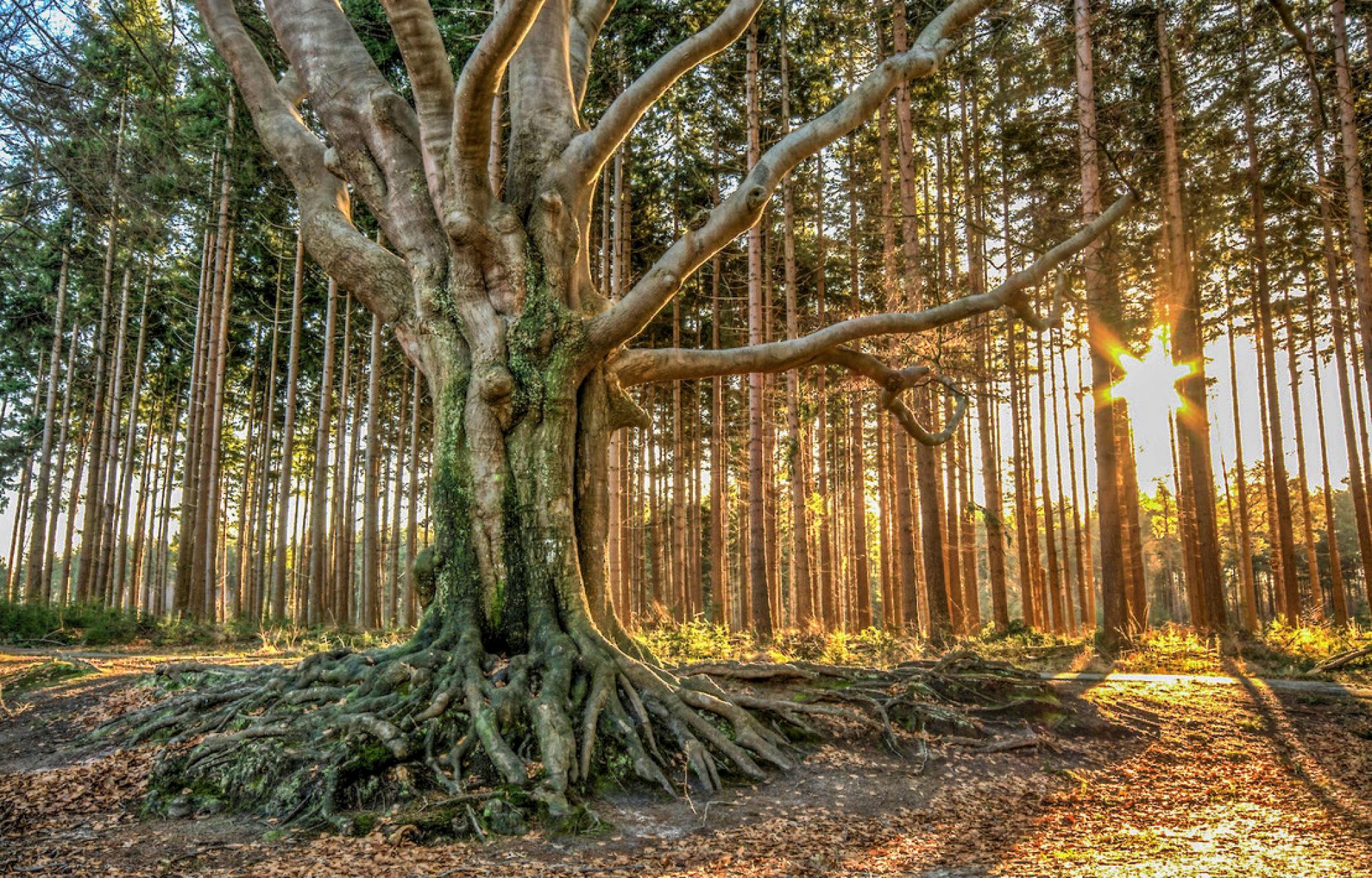 Localgroningen image