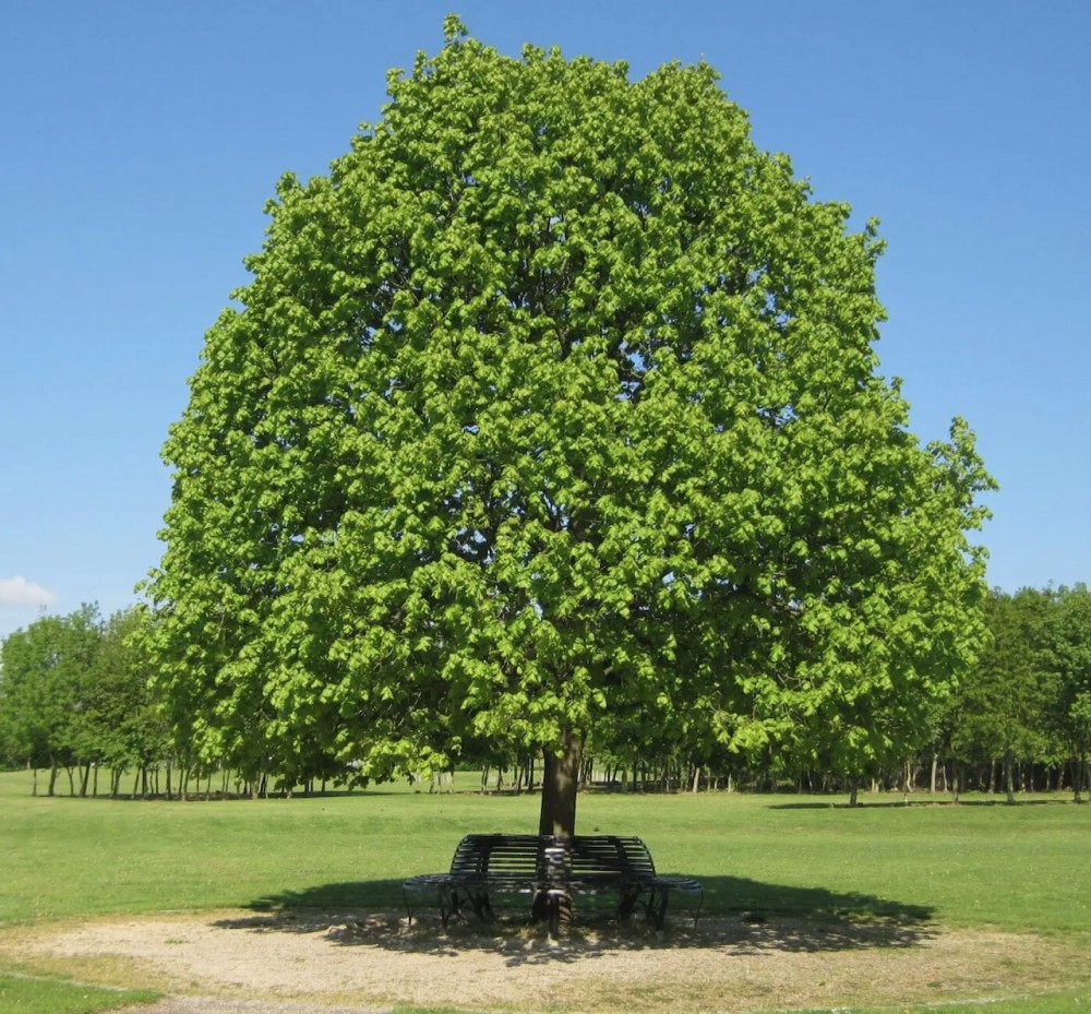 Localgroningen image