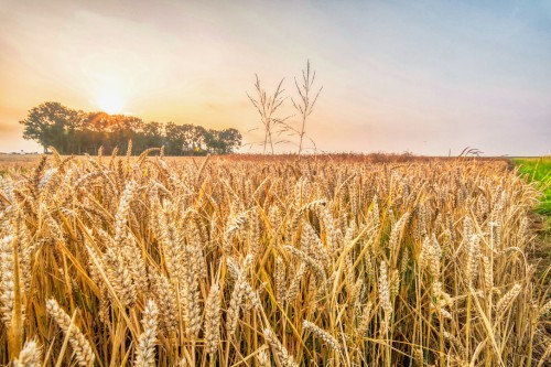 Autopuzzeltocht "De Graanrepubliek" - Oldambt