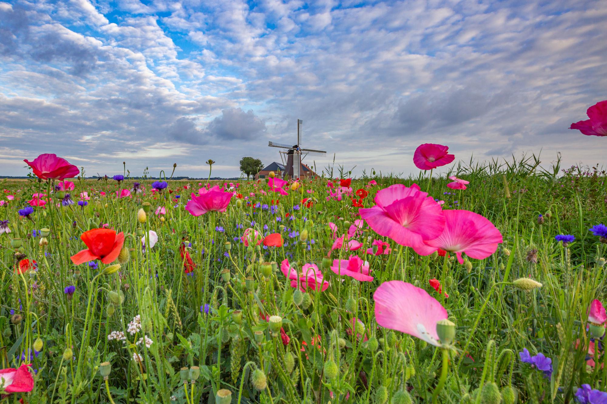 Localgroningen image