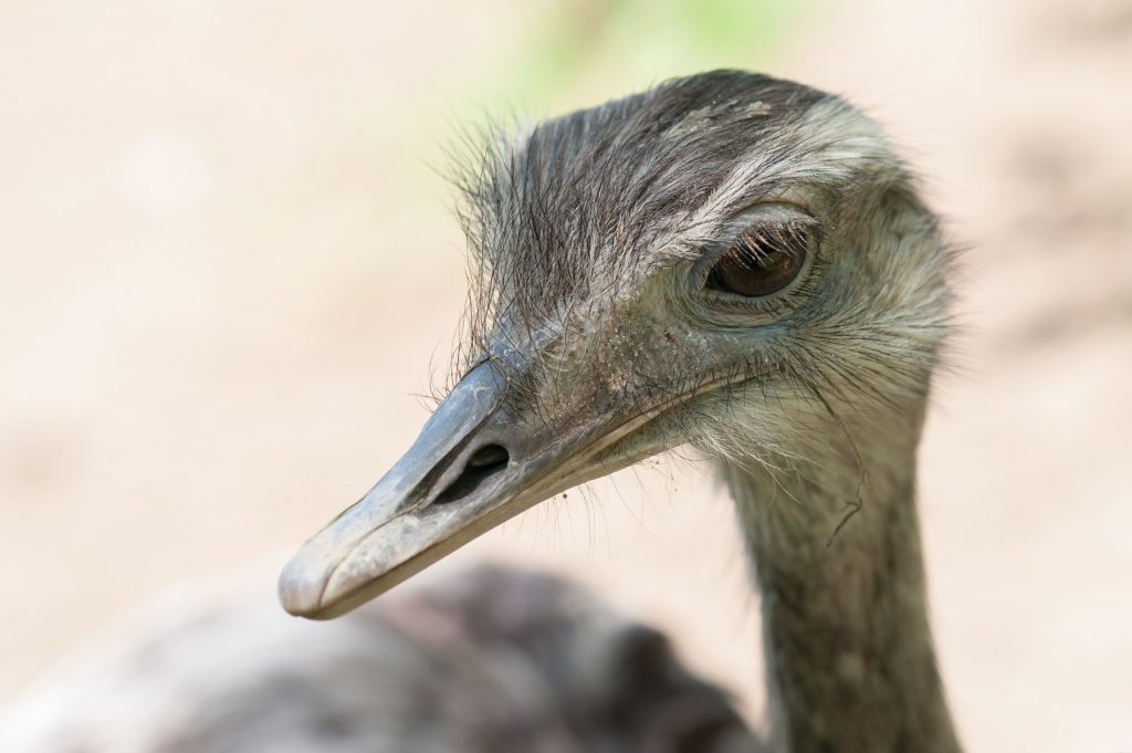 Struisvogelhouderij fam. W. de Kreij