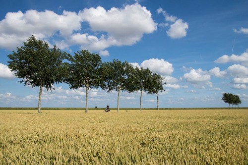 Autopuzzeltocht met app: "De Graanrepubliek" - Oldambt