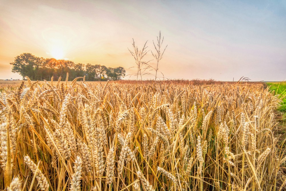 Autopuzzeltocht "De Graanrepubliek" - Oldambt