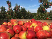 Fruitteeltbedrijf Oudebosch