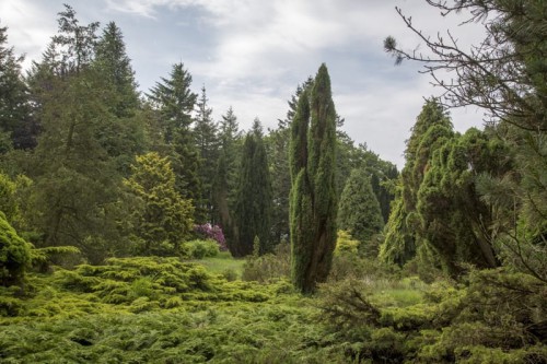 Pinetum Ter Borgh - Anloo