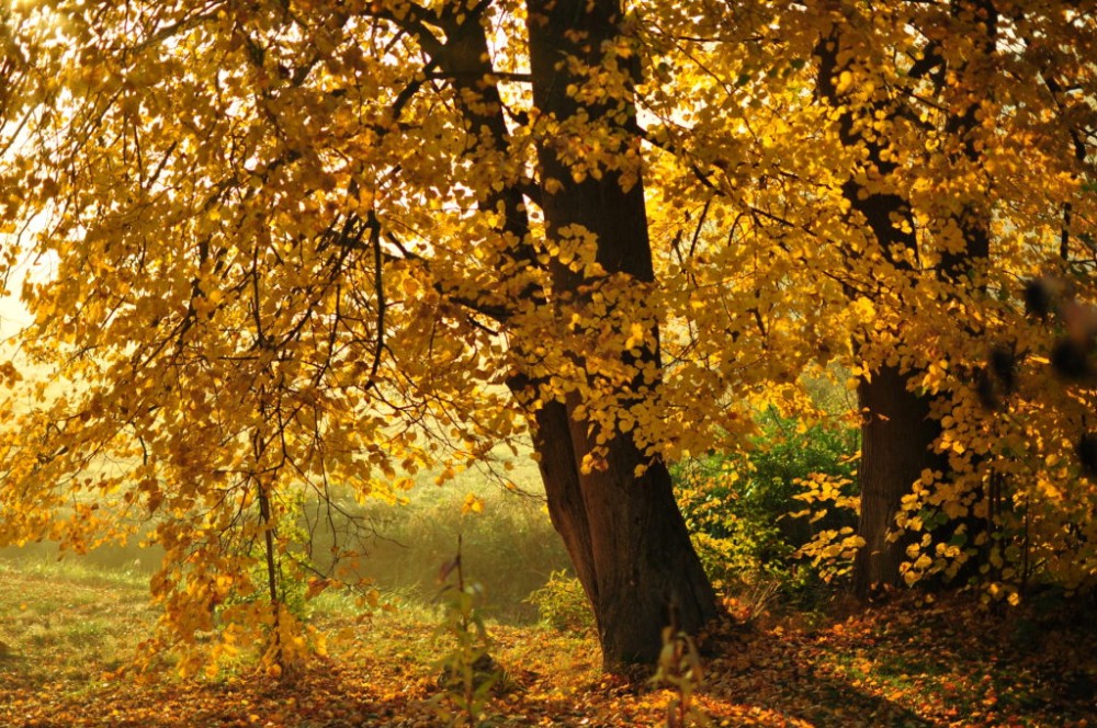 Localgroningen image