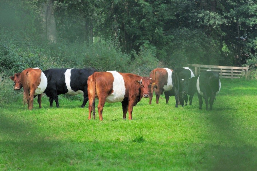 Weekendje weg in Westerwolde, Zuid-Oost-Groningen