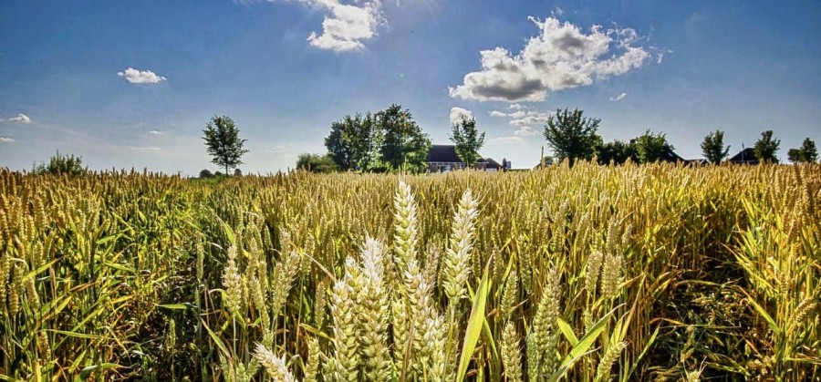 Dagarrangement in de Graanrepubliek, Oldambt