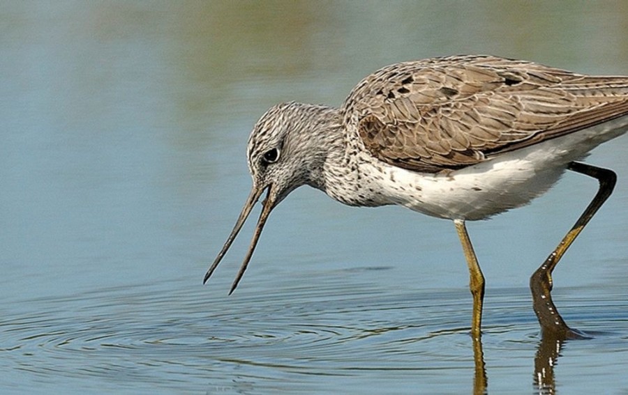 Tweedaags Lauwersmeer-arrangement