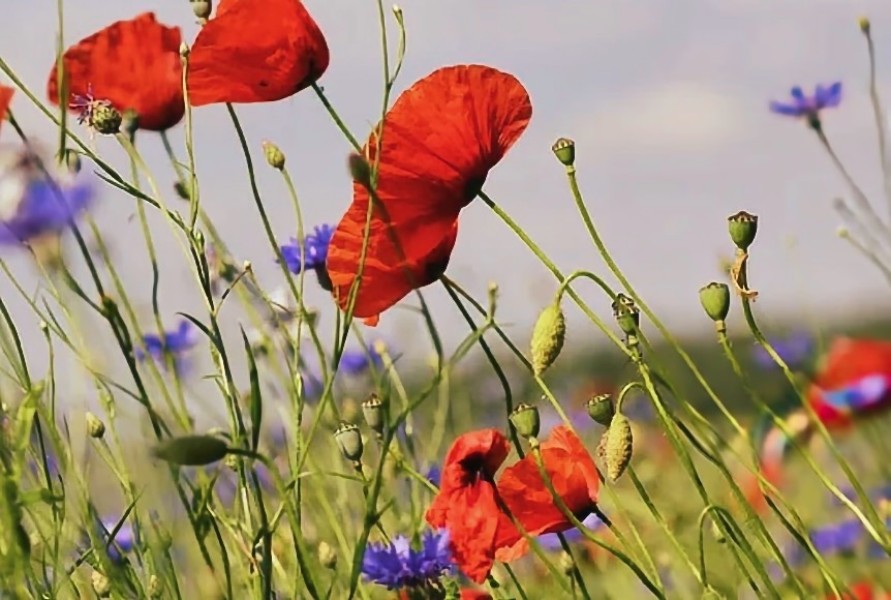 Weekendje weg Drenthe - UNESCO park Hondsrug en Hunzedal