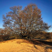 Unesco Global Geo Park Hondsrug