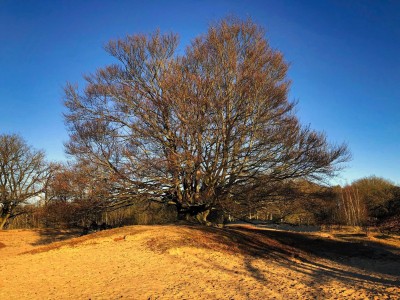 Route 'Hondsrug en Hunzedal'