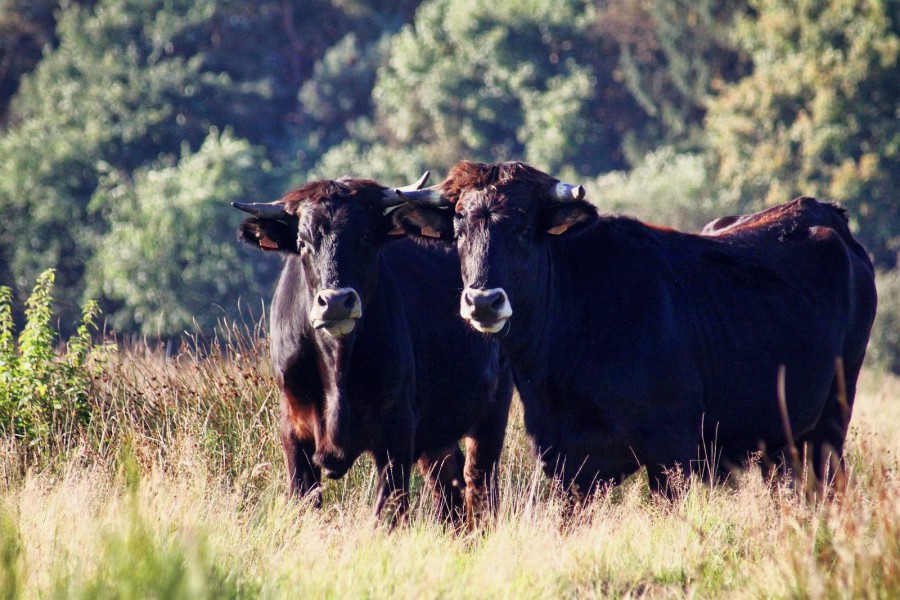 6-Daagse Fotoreis Noord-Nederland