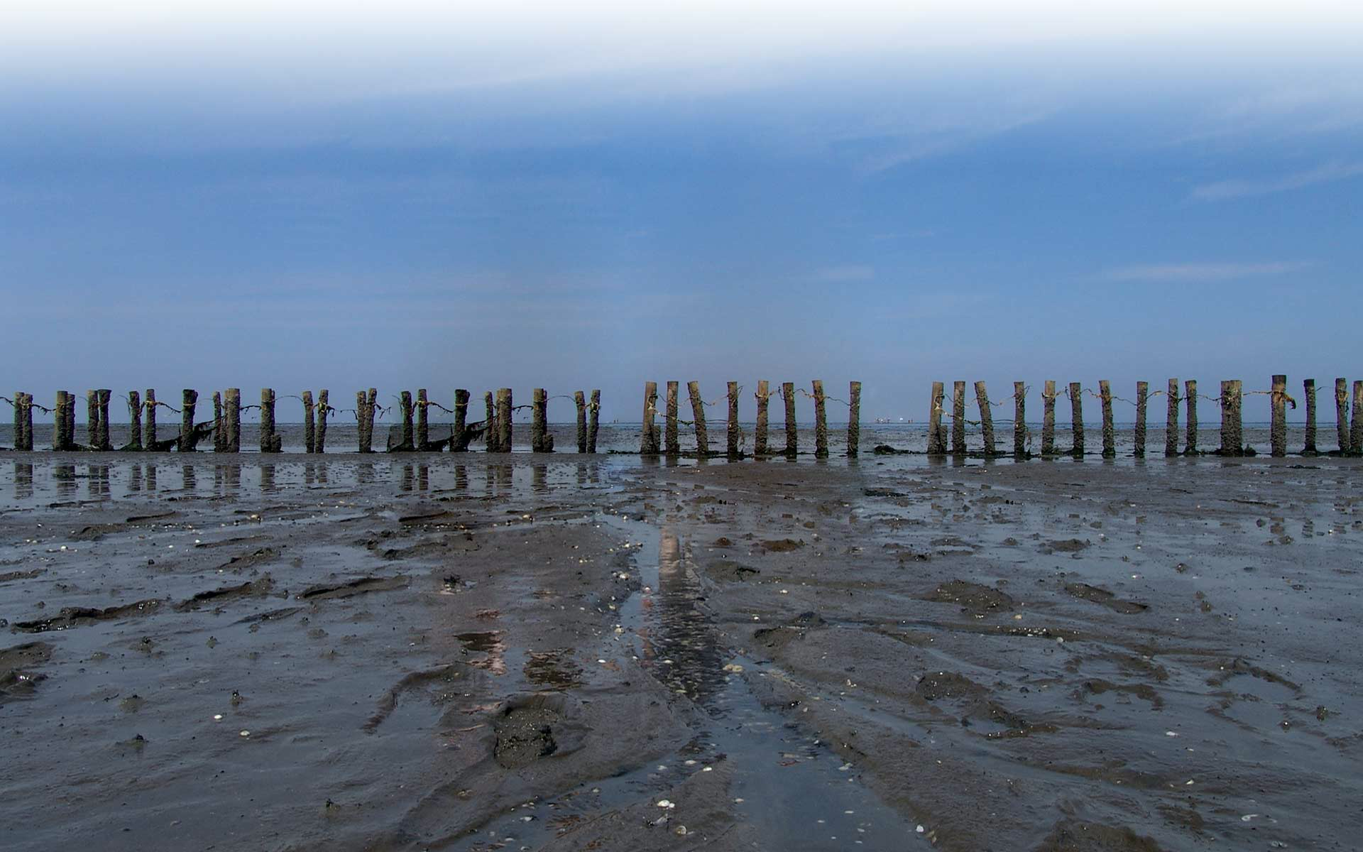 Wadlopen Pieterburen